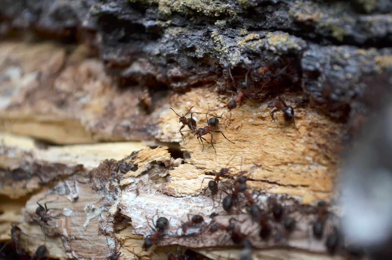 What does an ants nest look like discount