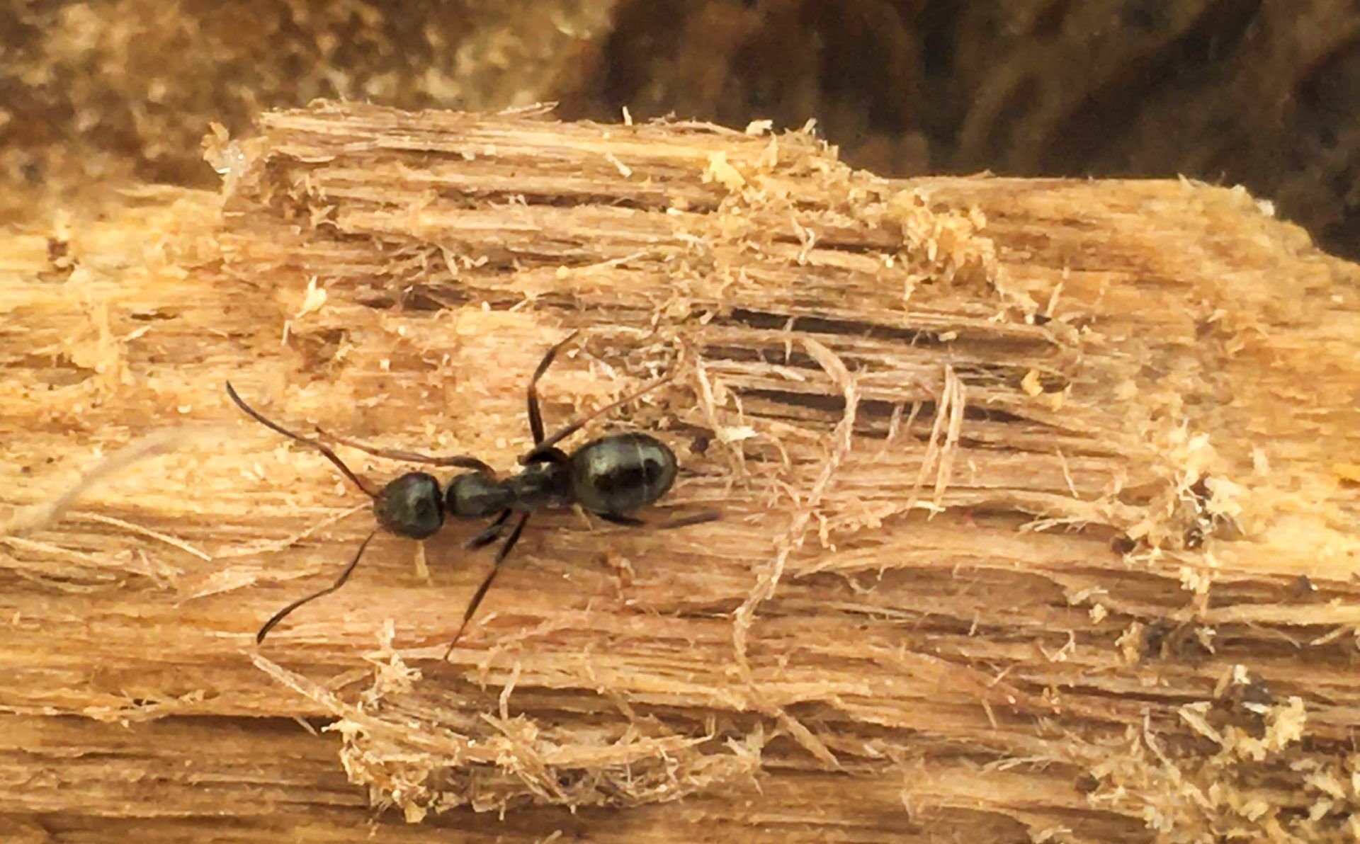 Most Common Ants in Illinois American Pest Control